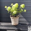 Hydrangea paniculata 'Mojito' - Aedhortensia 'Mojito' C2/2L